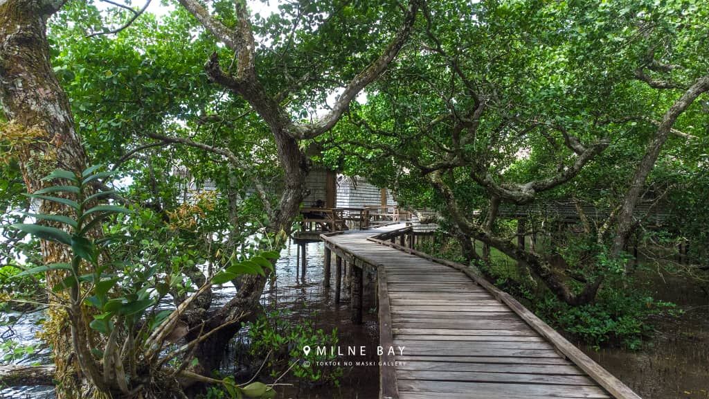 Elevated wooden boardwalk leading through lush mangrove forest trees.