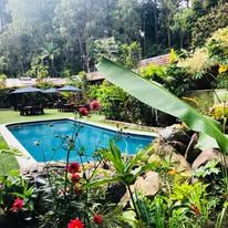 Outdoor swimming pool surrounded by tropical vegetation