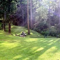 Expansive green lawn surrounded by a dense forest