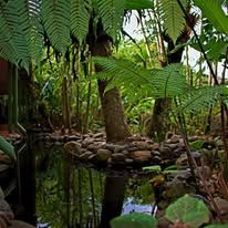 Garden pond surrounded by rocks and fern trees