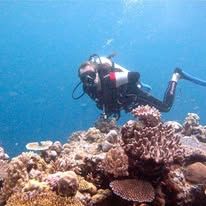 Scuba diver exploring a vibrant coral reef in clear tropical water.