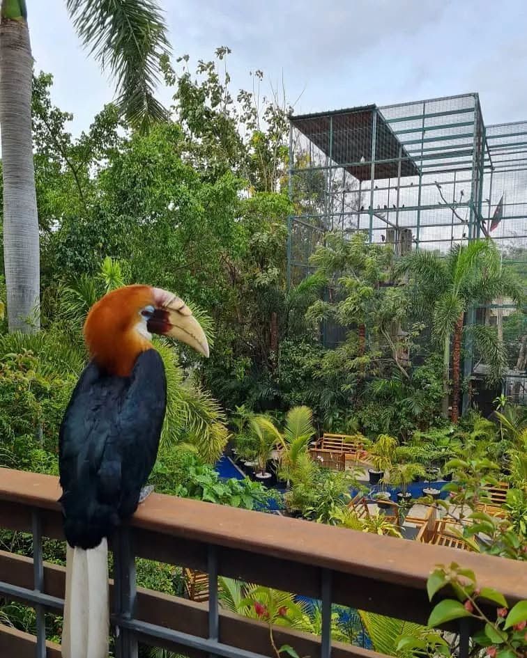 Blyth's hornbill bird perched on a balcony overlooking the grounds.