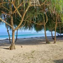 Tropical beach landscape with palm trees and turquoise blue ocean waves.