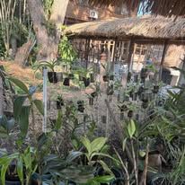 Lush tropical garden area with potted plants and thatched roof structures.