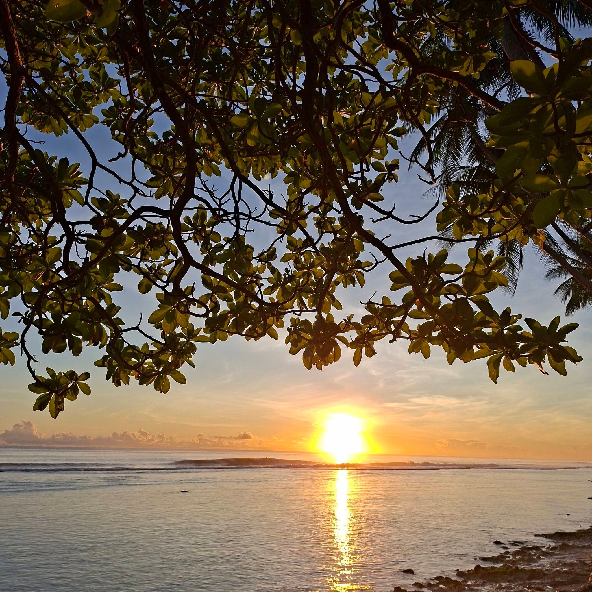 Sunset view over the ocean seen through tropical tree branches