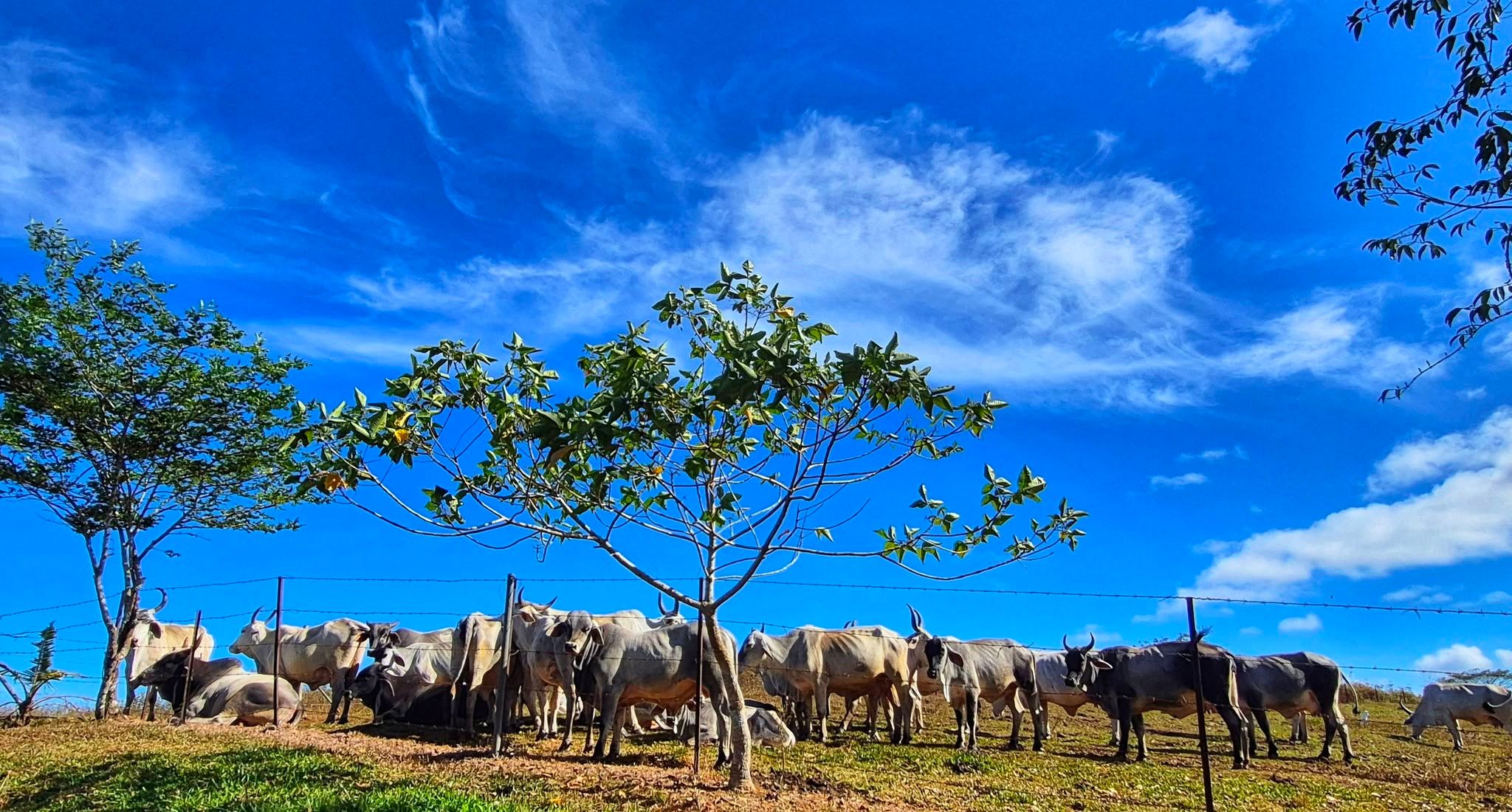 Cattle grazing in the fields under a bright blue sky.
