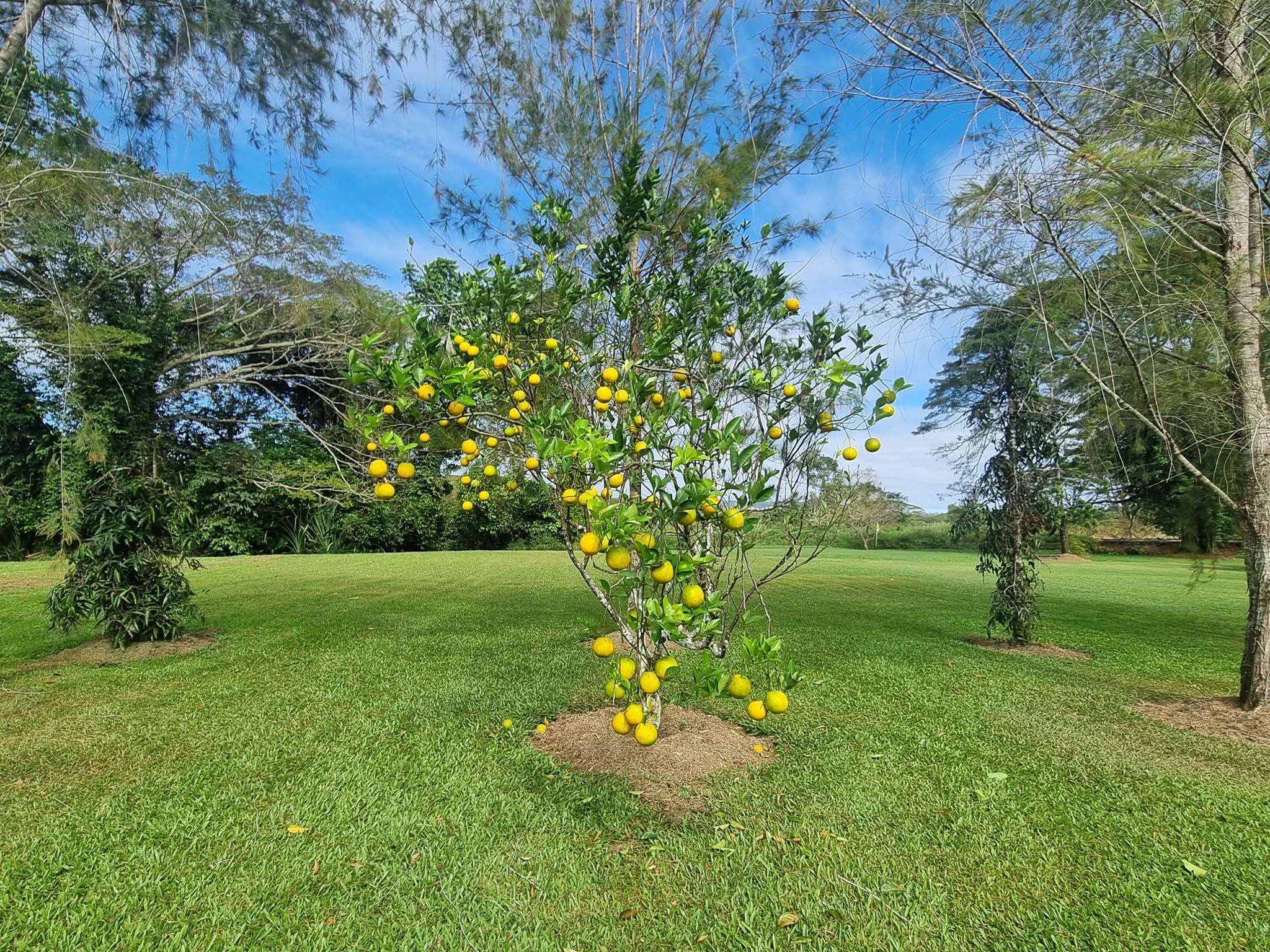 Small citrus tree bearing fruit in the middle of a manicured lawn.