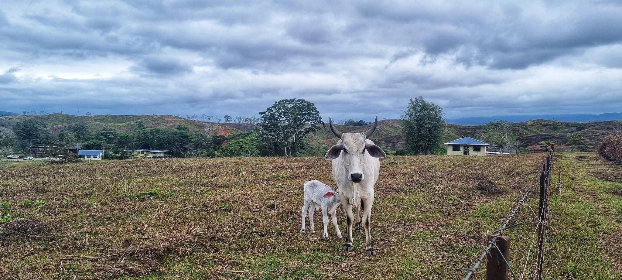 A cow and calf standing in the paddock with buildings in the distance.