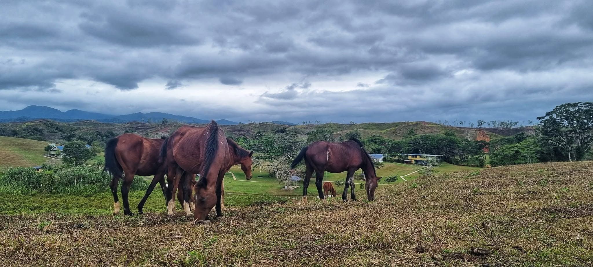 Horses grazing on the hillside overlooking the club grounds.