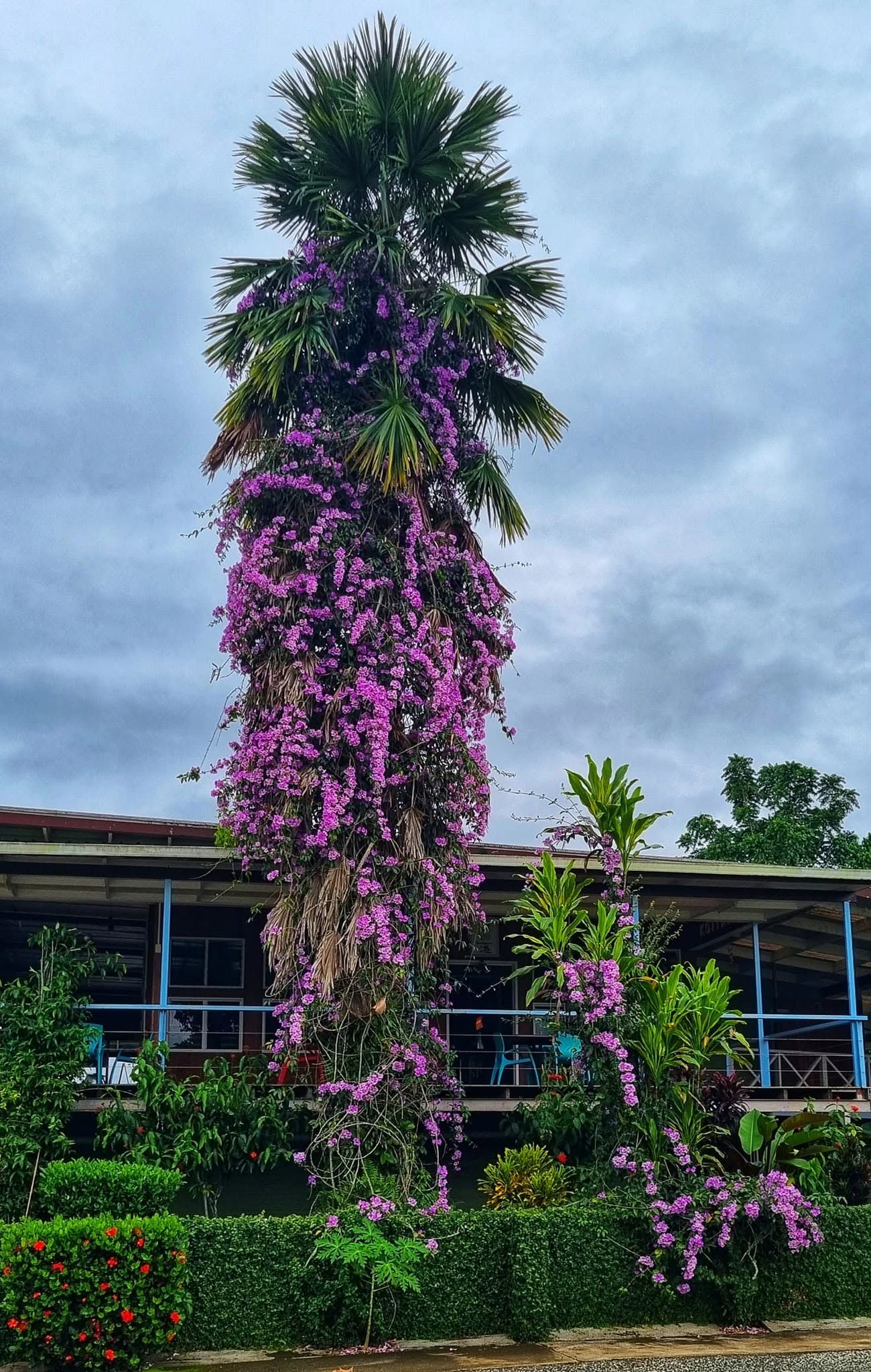 Tall palm tree covered in purple orchids outside a club building.