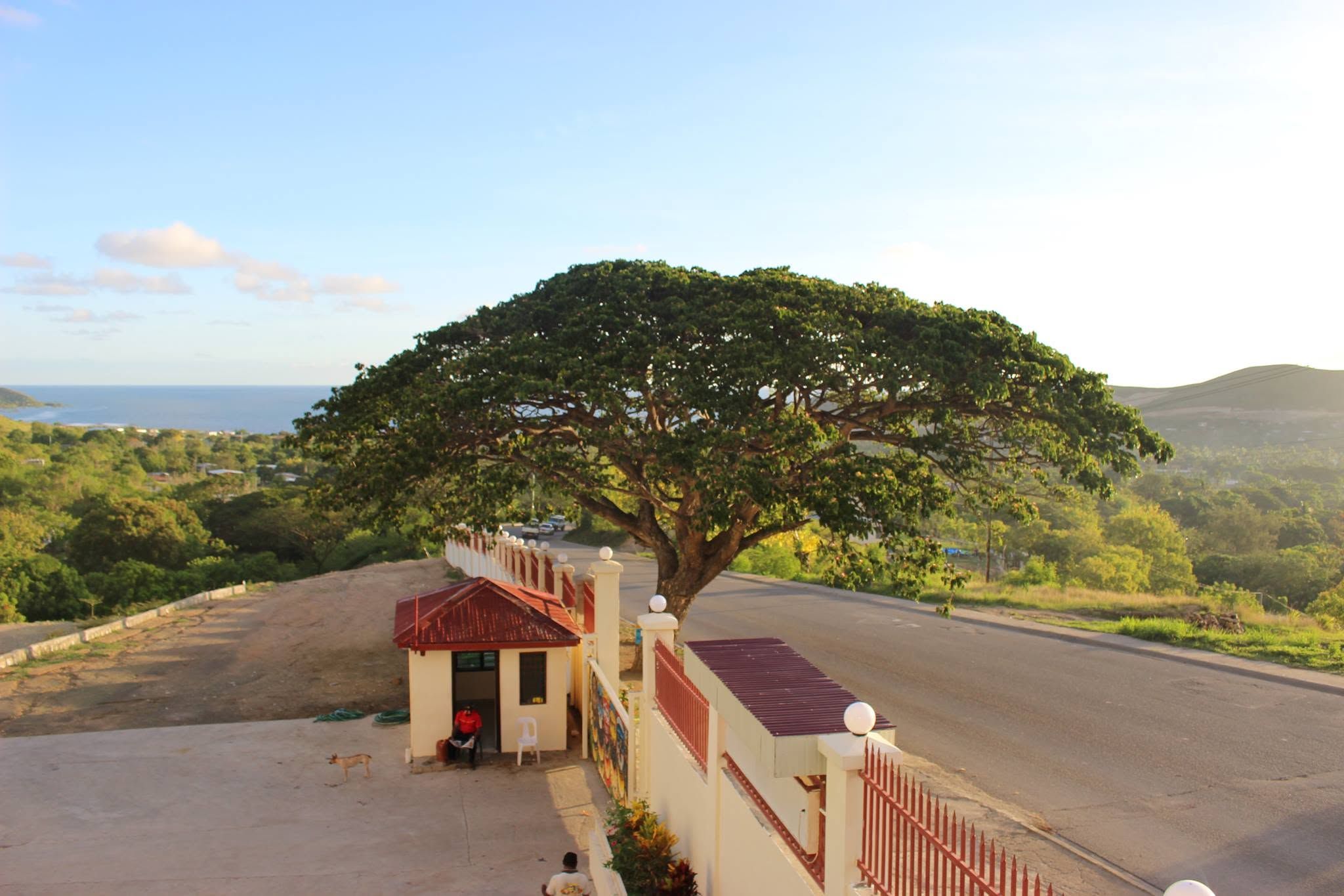 Lush green tree and winding road overlooking the distant sea.