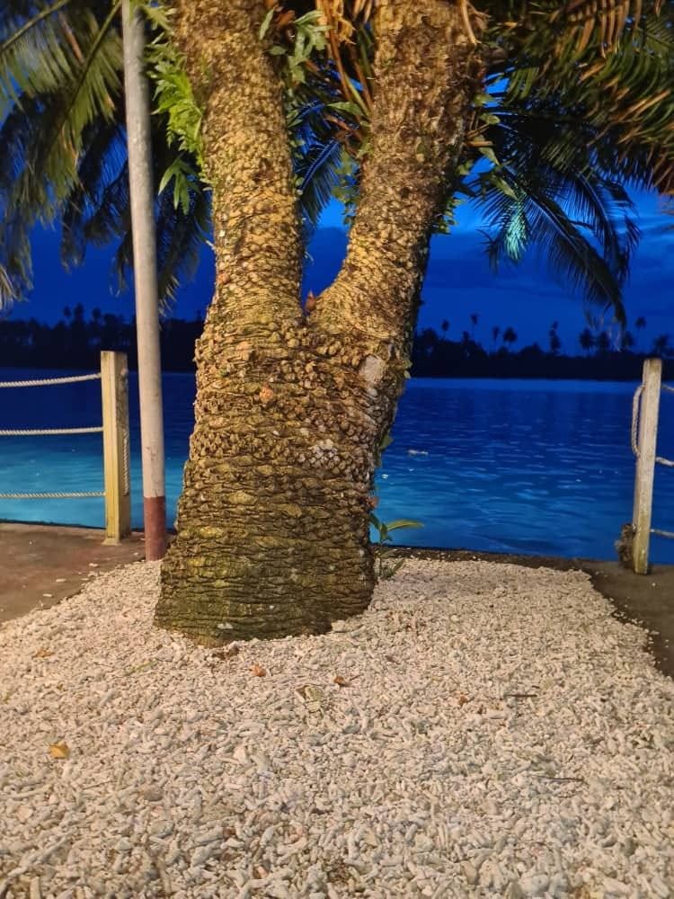 A decorative palm tree on a coral gravel bed near the water.