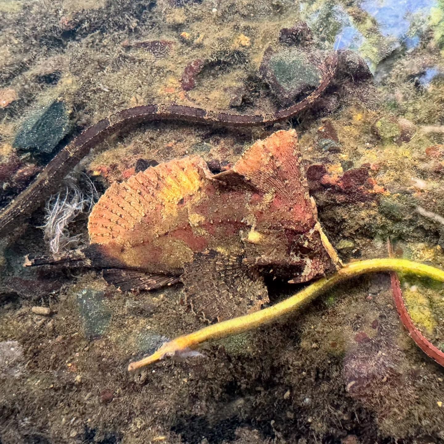 A camouflaged scorpionfish found in the reefs near the resort.