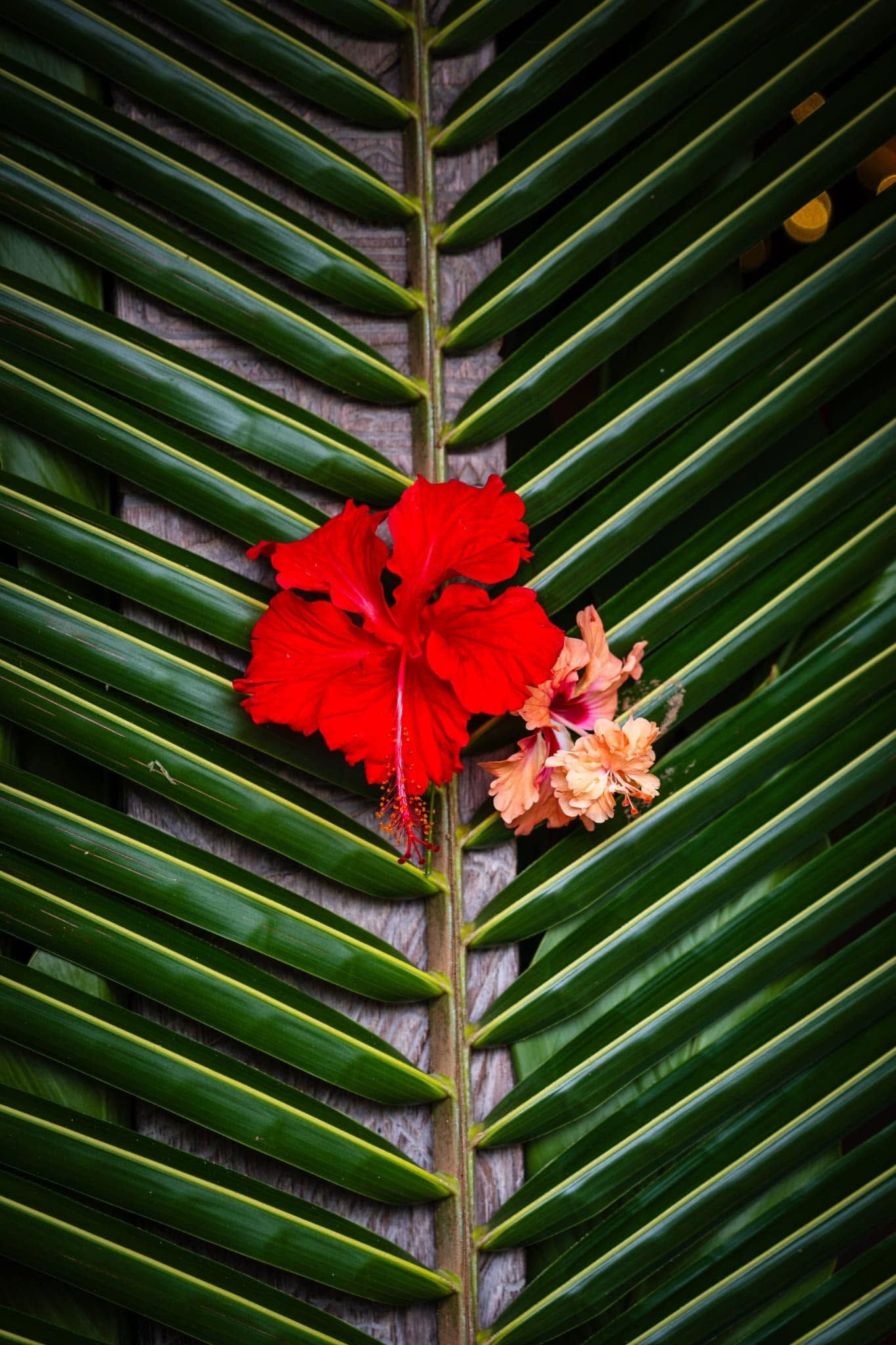 Red hibiscus flower and tropical greenery used for resort decoration.