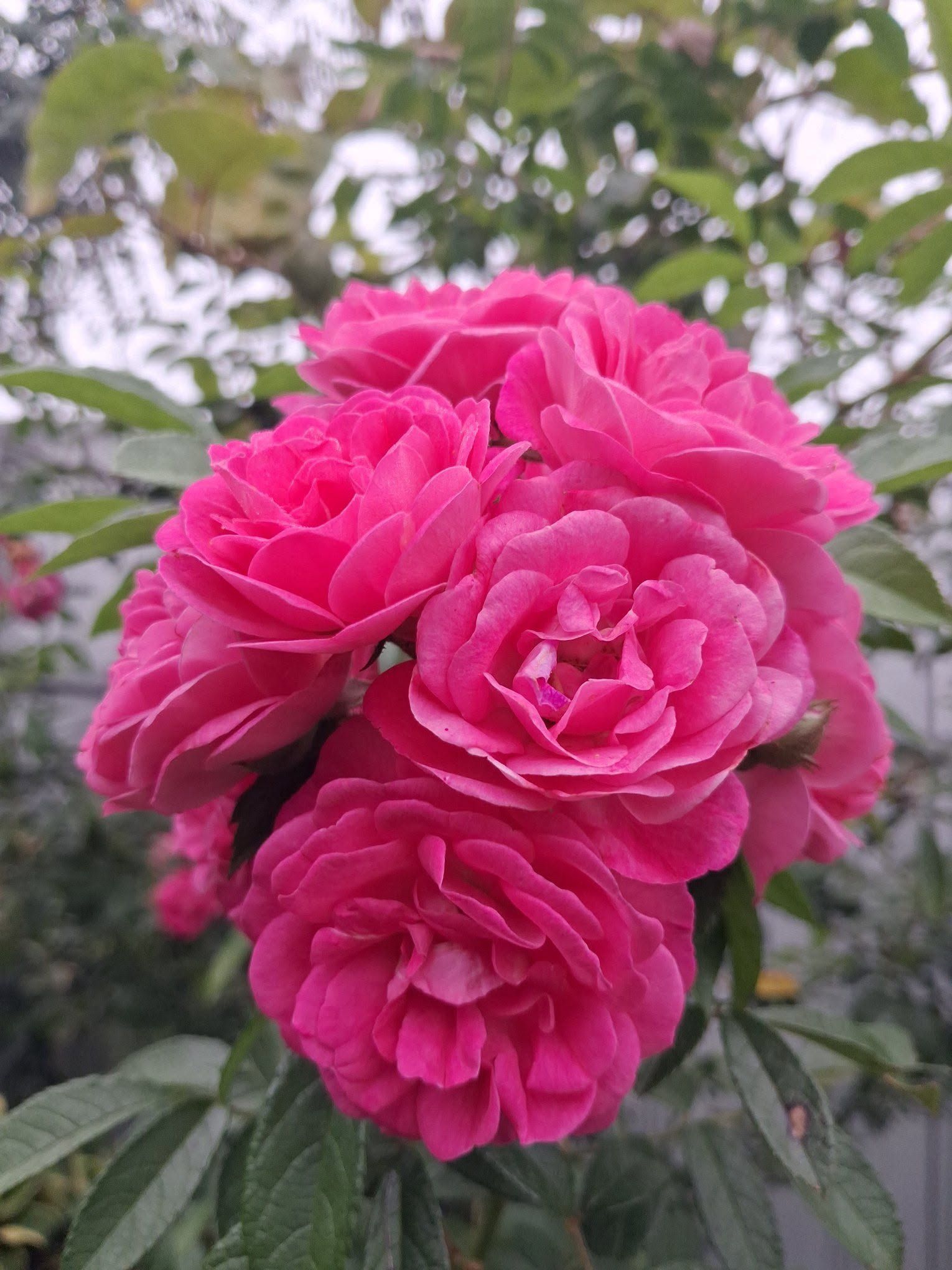 Vibrant pink roses growing in the property gardens.