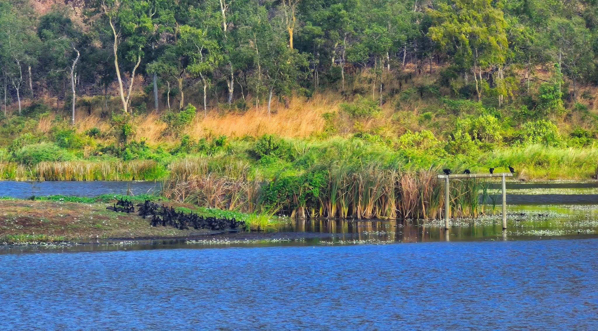 A collection of water birds gathered by a peaceful lake on the resort grounds.