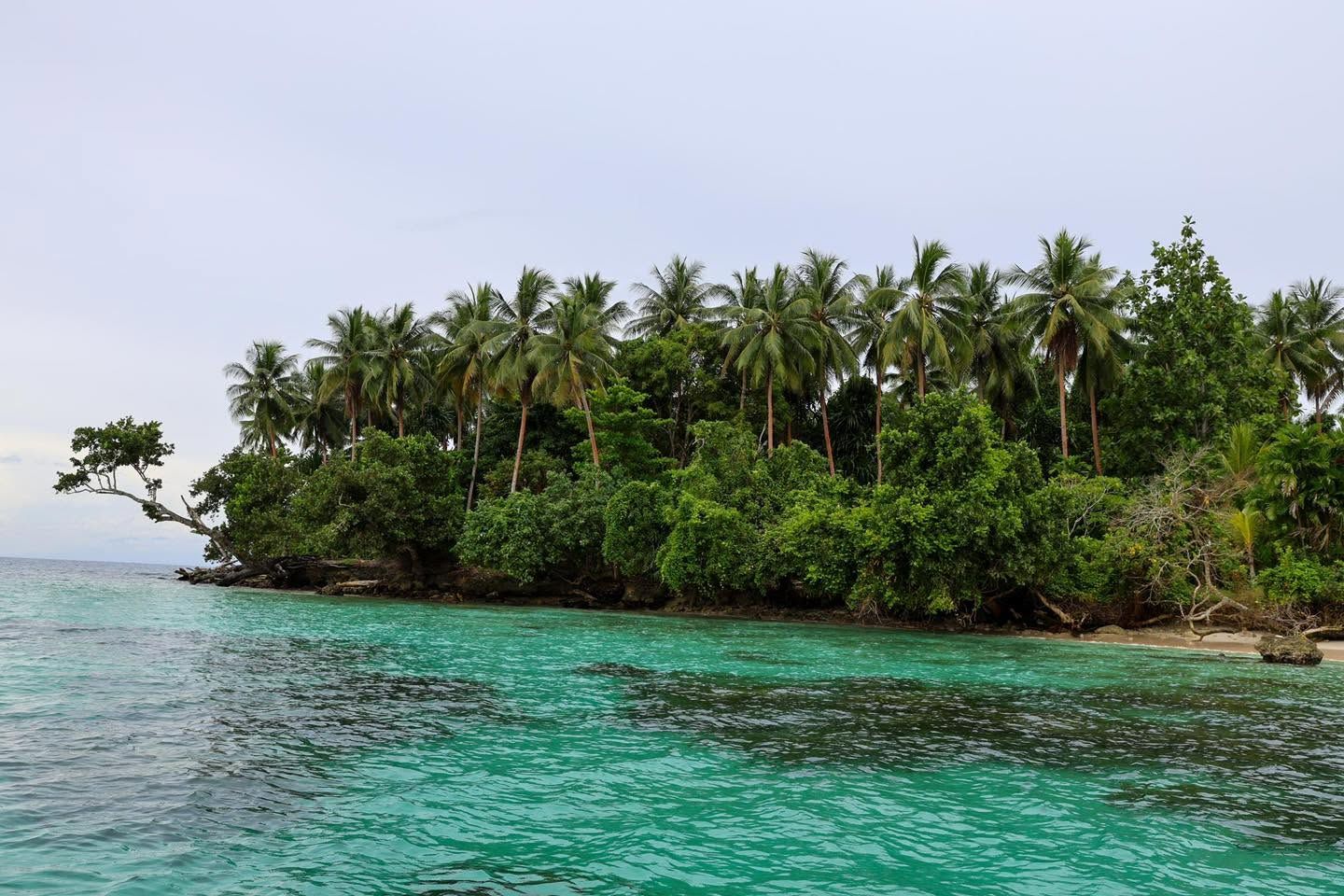 View of a tropical shoreline with dense palm trees and turquoise water