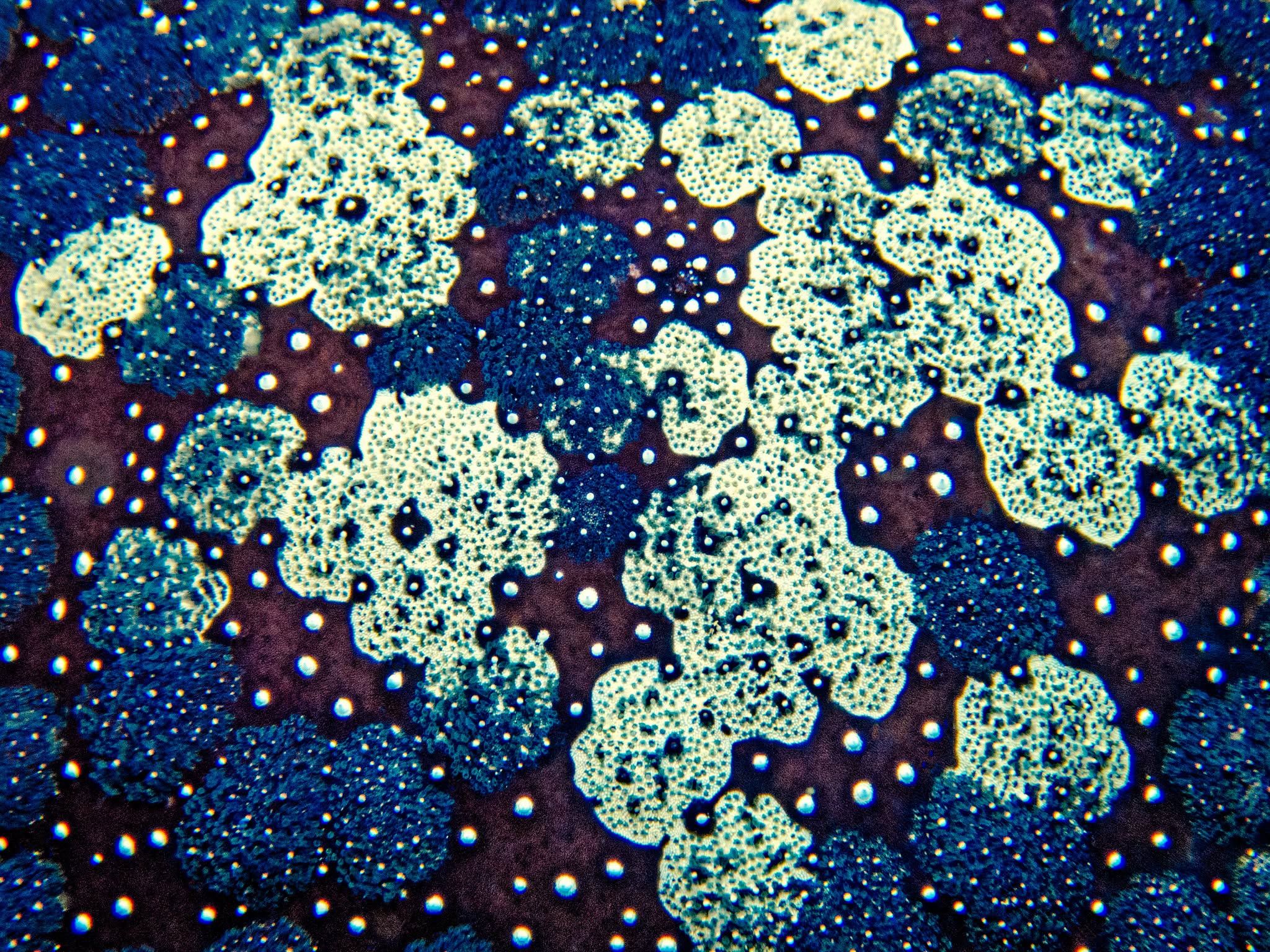 Extreme close-up macro shot of vibrant colorful coral patterns.