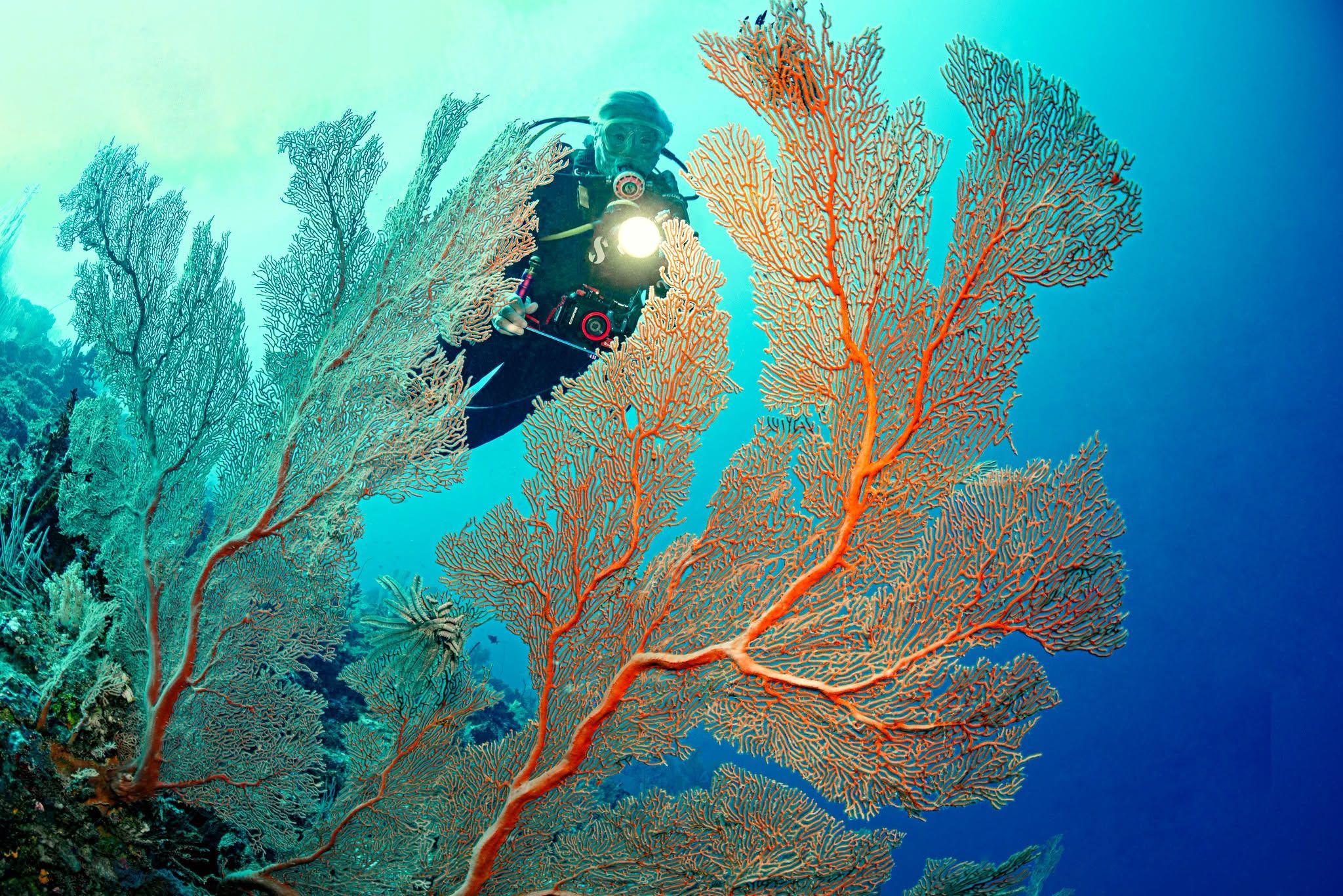 Scuba diver exploring massive orange sea fan corals underwater.