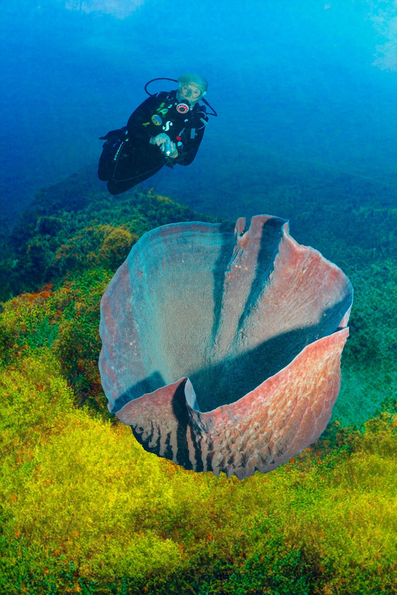 Scuba diver hovering near a large barrel sponge in clear blue water.