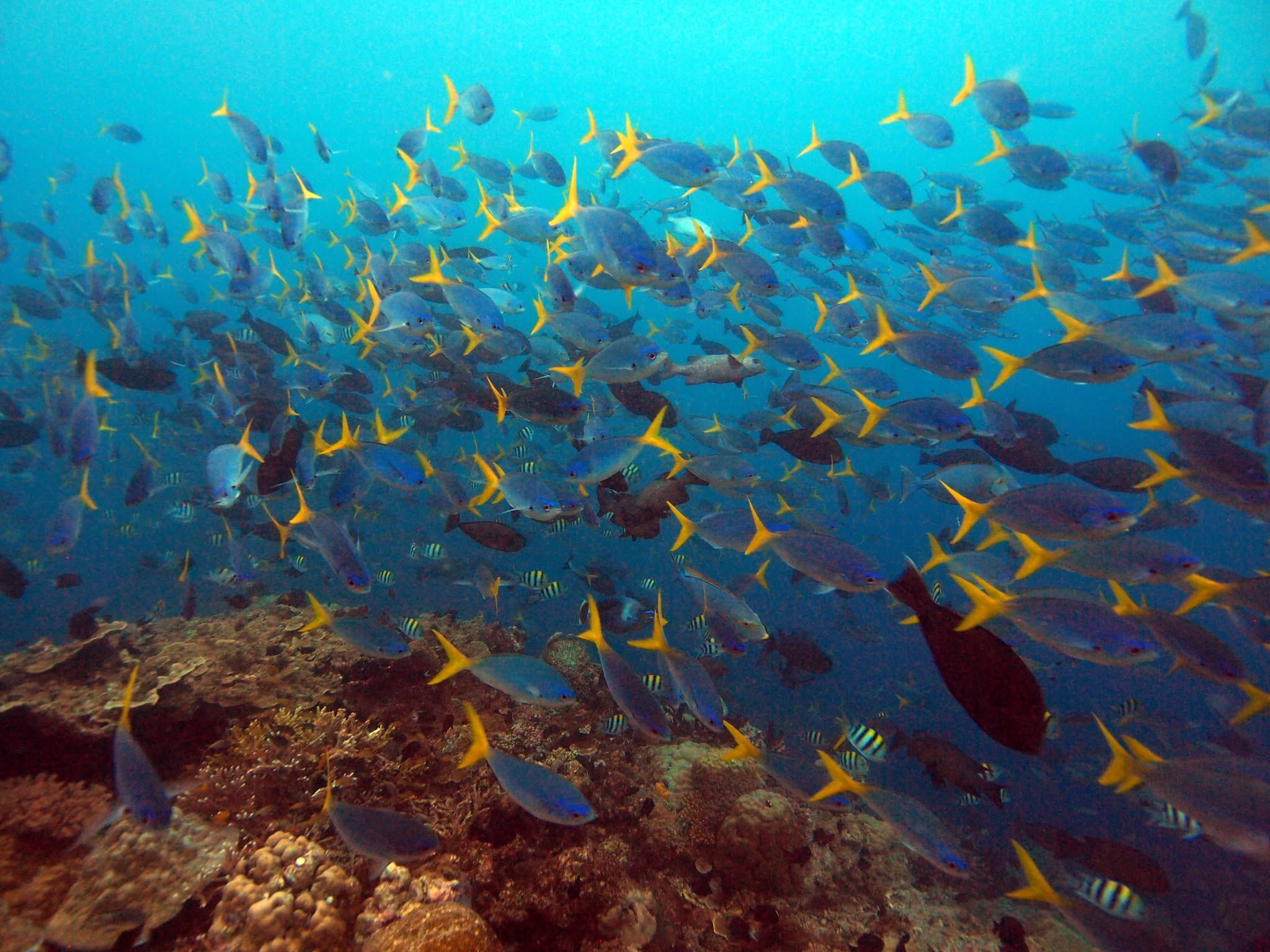 A dense school of blue and yellow fusilier fish over a reef.