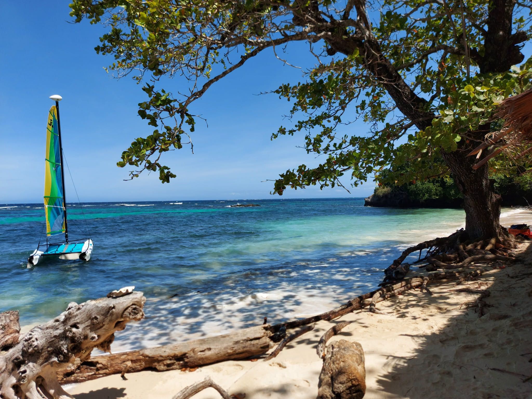 Sailboat anchored near the shore under the shade of a large tree.