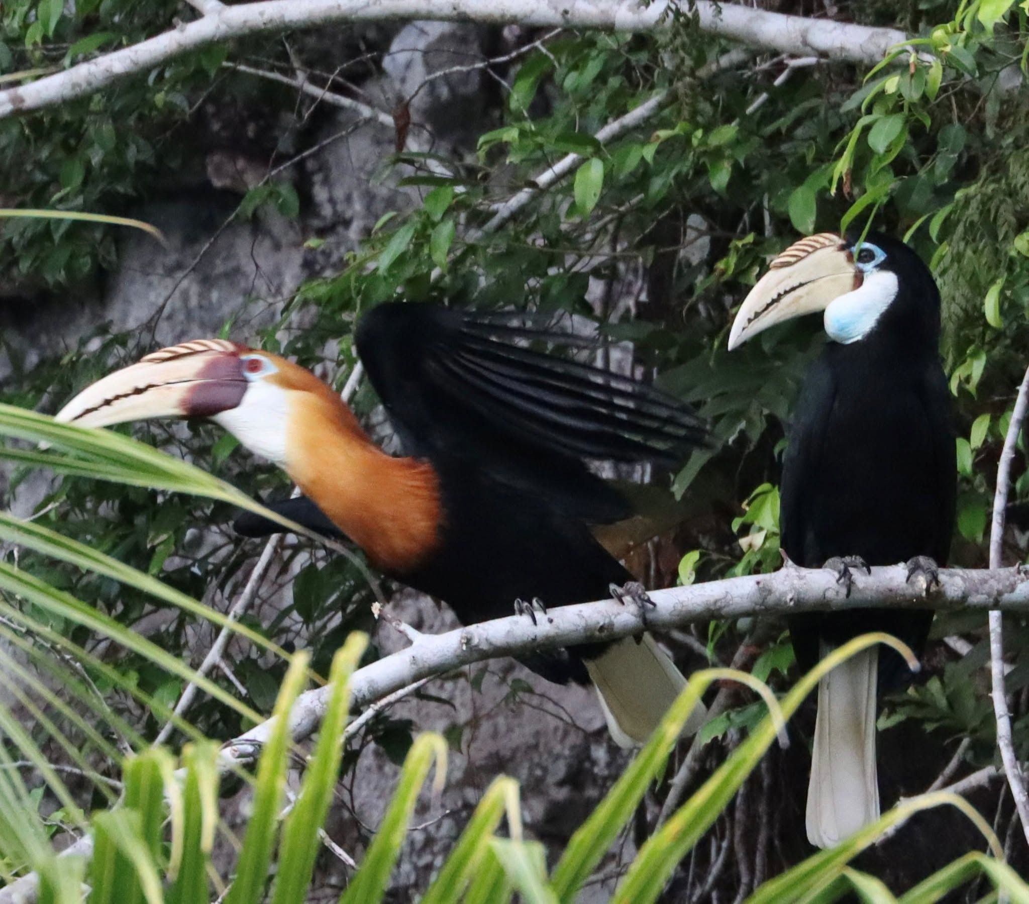 Native hornbills perched on a tropical tree branch.
