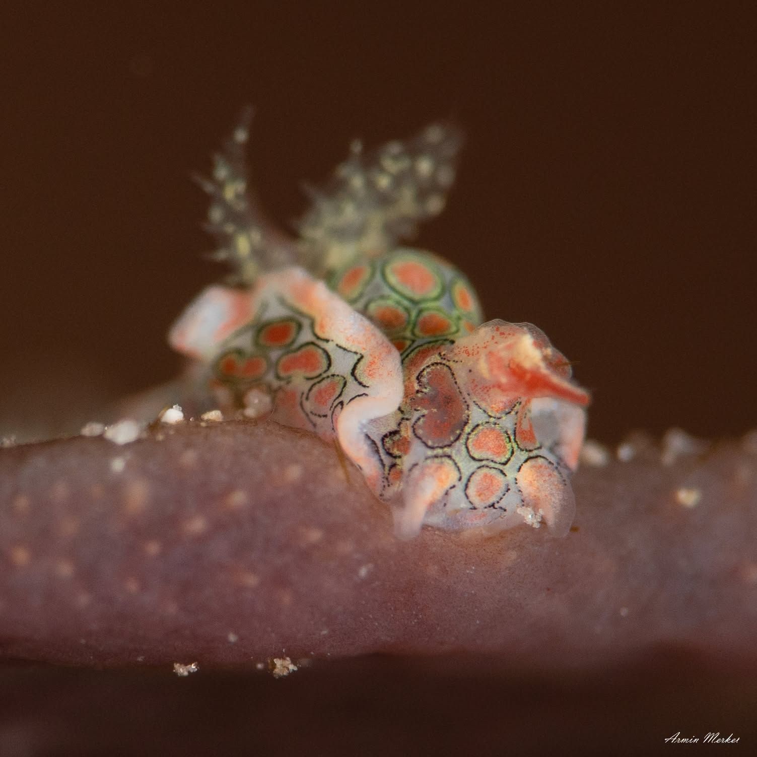 Vibrant nudibranch sea slug found during a reef dive.