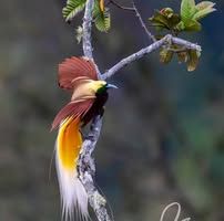 A colorful Raggiana Bird of Paradise perched on a tree branch.