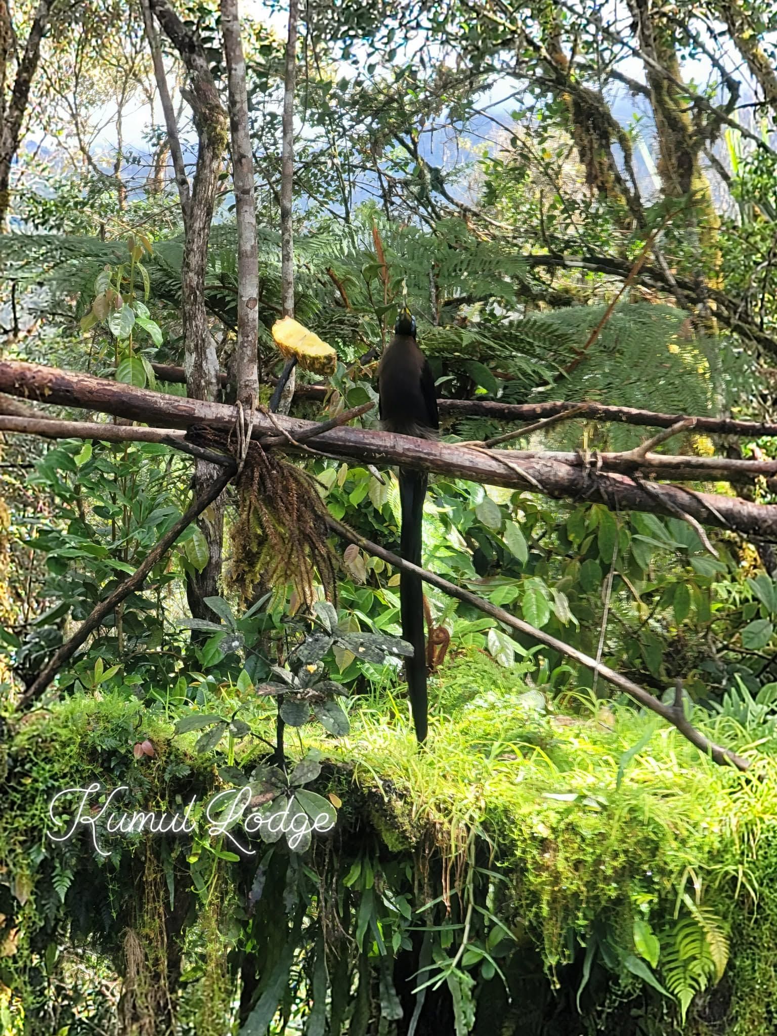 A long-tailed bird visiting a wooden feeding station in the forest.