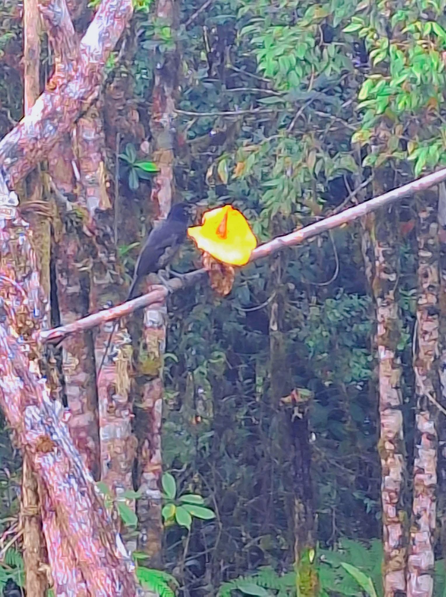 Bird watching opportunity in the high-altitude forest surroundings.